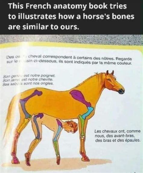 horse rule34